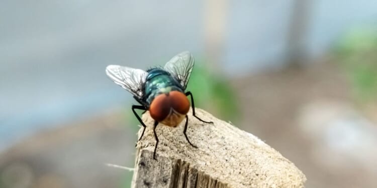 Cochliomyia hominivorax, the New World screwworm, is a species of parasitic fly that is well known for the way in which its larvae eat living tissue.