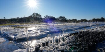 Additional winter weather leads to heavy snow, canceled flights and, in Florida, falling iguanas