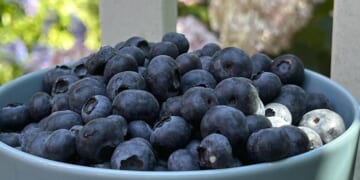 FDA elevates frozen blueberry recall to highest risk level over listeria contamination threat
