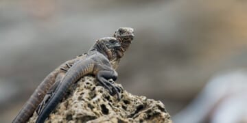 A Rare Freeze Gives Florida a Shot at an Invasive Problem – PJ Media