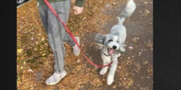Two good Samaritans spotted the dog at a Chicago department store and contacted authorities.