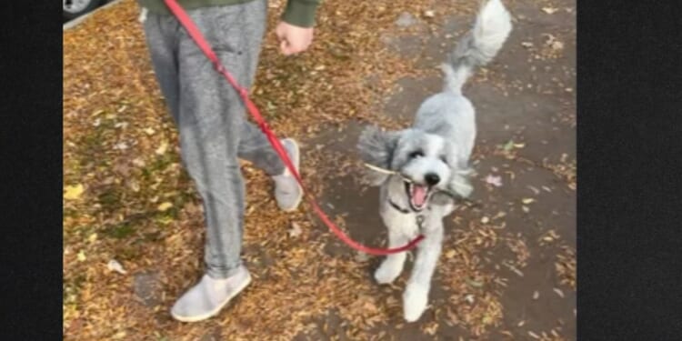 Two good Samaritans spotted the dog at a Chicago department store and contacted authorities.