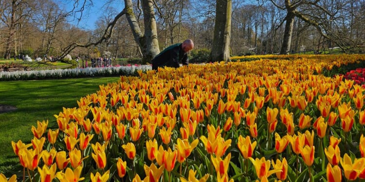 Dutch Embassy-backed tulip event in D.C. sells out as demand crashes website