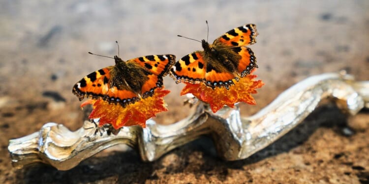 Denmark is set to explore if gastronomy can be recognized as an art form