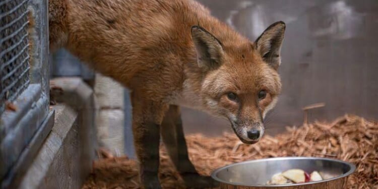 A red fox stows away on cargo ship, traveling from England to U.S.