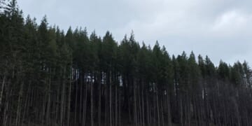 Oregon Army National Guard hoists injured logger to safety in Mount Hood National Forest