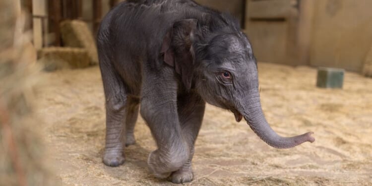 National Zoo’s baby elephant Linh Mai to make public debut on Earth Day