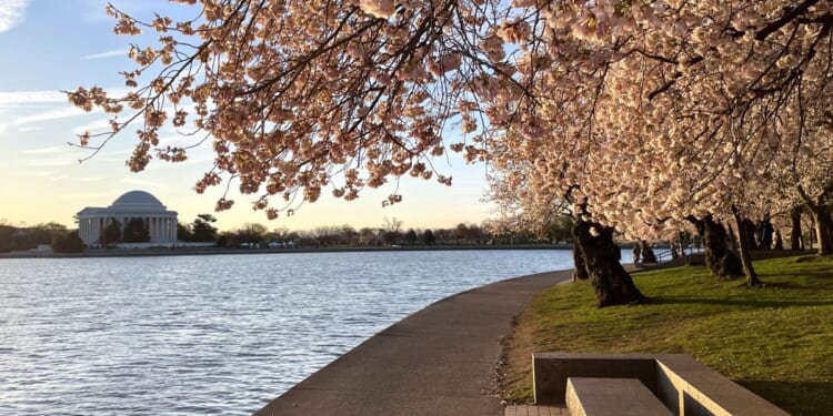 D.C.’s cherry trees sprout puffy white blossoms on way to peak bloom