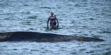 A whale stranded at a Baltic Sea resort has swum off a sandbank. But it isn’t safe yet