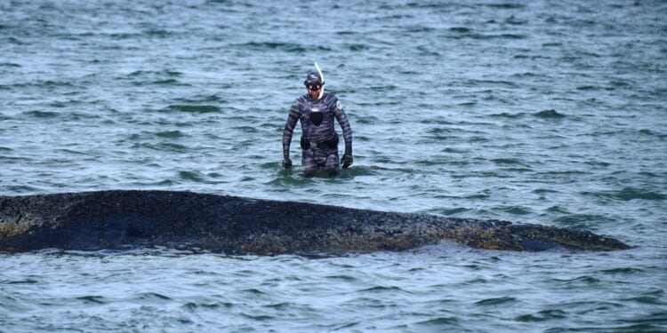 A whale stranded at a Baltic Sea resort has swum off a sandbank. But it isn’t safe yet