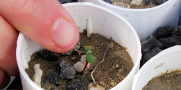 Nevada lithium mine clears major hurdle despite conservationists’ worries for rare wildflower