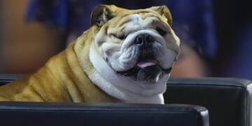 A Dog Ban Debate Exposes Britain’s Cultural Tensions – PJ Media