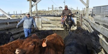 A Massive Meatpacking Strike Arrives at the Worst Possible Time for Beef Prices – PJ Media