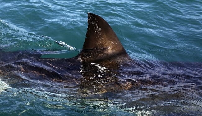 Cocaine Sharks in the Bahamas Show the Cost of Bad Choices – PJ Media