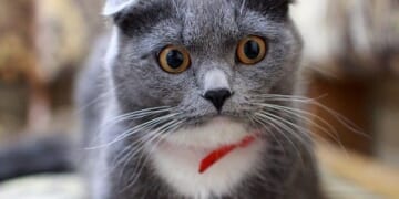 Iran and the Sick Cat – PJ Media