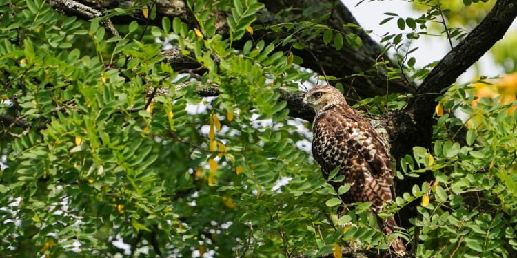 Ohio Mulls 'Trump Wildlife Preserve' Name Change