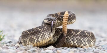A rattlesnake coiled and ready to strike.