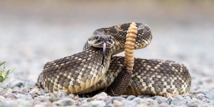 A rattlesnake coiled and ready to strike.