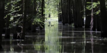 Trump Forces the Deep-State Bog Frogs to the Surface of the Swamp – PJ Media