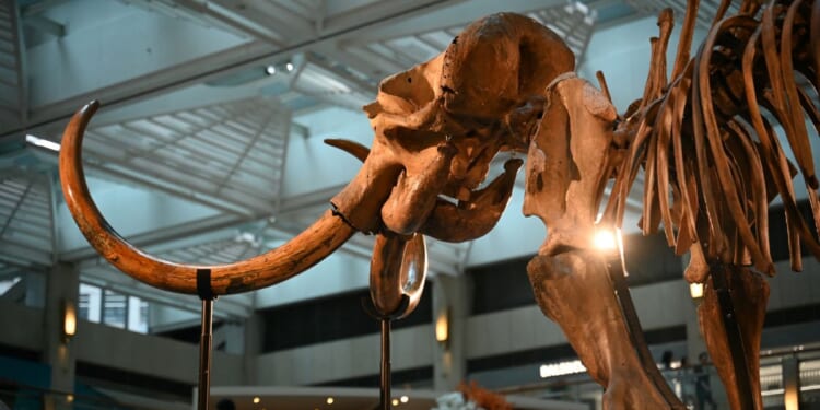 The remains of a 12,000-year-old woolly mammoth, nearly 12 feet tall, is seen on display in Hong Kong in a file photo dated Aug.15, 2024. A similar woolly mammoth exhibit was damaged last weekend at a museum in Missouri when a visitor reportedly tried to hang from one of the tusks, which broke off and hit the floor, shattering in multiple pieces.