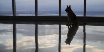 UK Mulls Banning 67 Dog Breeds for ‘Animal Health’ — but Is That Really the Reason? – PJ Media