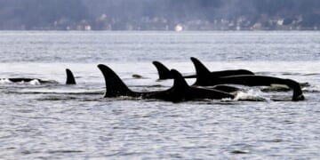 West Coast, Messed Coast™ — Yeah, Don't Cold Plunge Barefoot in Seattle – PJ Media