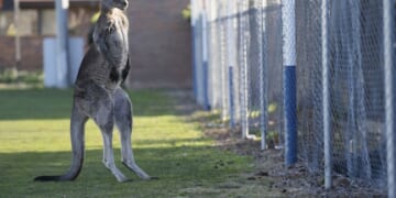 You Can Still Hum 'Leavin' on a Jet Plane' From Anywhere...But Australia – HotAir