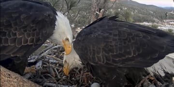 Famous bald eagle couple welcome two hatchlings in California’s San Bernardino National Forest