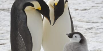 Emperor penguins, Antarctic fur seals now endangered, assessment finds