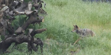 Mail service suspended in neighborhood in California town due to coyote attacks