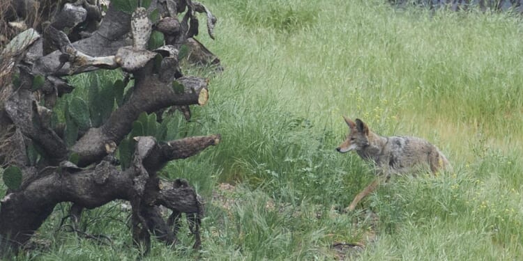 Mail service suspended in neighborhood in California town due to coyote attacks