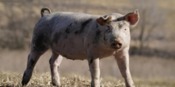 Iowa farmer sentenced to 13 years for charges including fraud, identity theft and stalking