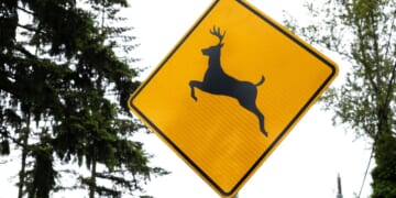 Annapolis man arrested after probe in illegal deer hunting uncovers suspected explosives in home