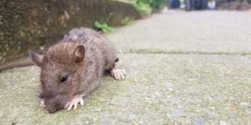 D.C. Mayor Bowser launches ‘rat birth control’ program, the city’s new tool in war on rodents