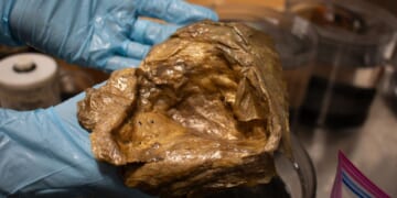 Scientists ID mysterious ‘golden orb’ found in Alaska depths