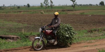 A farmer carries potatoes and vegetables on a motorcycle at a farmland in Paikon Kore community in Gwagwalada on June 4, 2024.