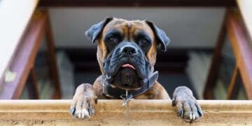 California Files Charges After Woman Registers Dog to Vote