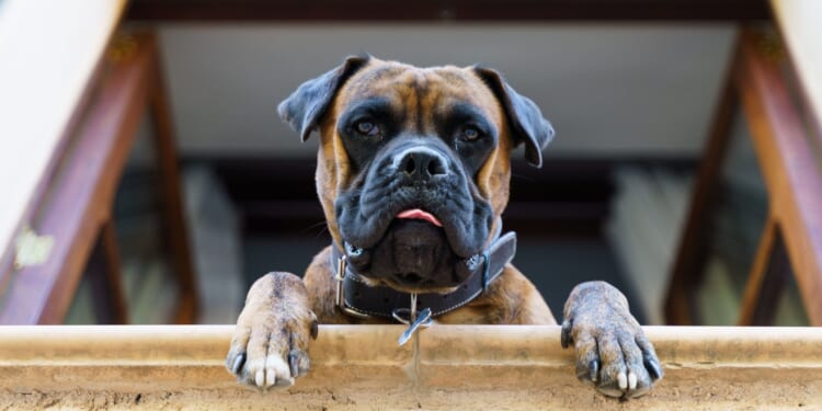 California Files Charges After Woman Registers Dog to Vote