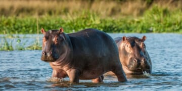 Two common hippopotamus in the water.