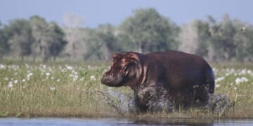 Colombia to Euthanize Wild 'Cocaine Hippos' – PJ Media