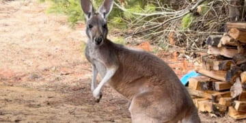 This image made from video provided by Debbie Marland shows Chesney the kangaroo near Sunshine Farm in Necedah, Wisconsin, Saturday.