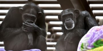 Of Chimps and Aborted Children – PJ Media