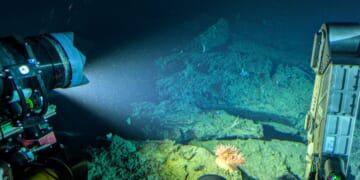 This picture taken on Jan. 9, 2026, shows an anemone 900 meters deep being filmed by OceanX submersible Nadir off Indonesia's Sulawesi island.