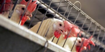 The Dark Side of the Chicken Industry – PJ Media