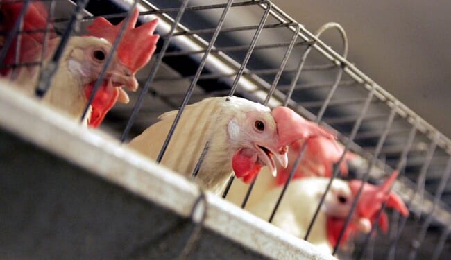The Dark Side of the Chicken Industry – PJ Media