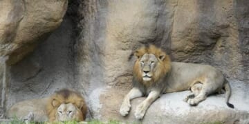 They're so 'Incompetent' That They Can't Even Take Care of the Zoo Animals – PJ Media