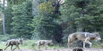 Trump Official Debunks U.S. Forest Service Reorganization Hysteria – PJ Media