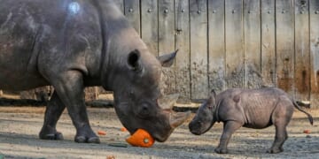 Hoax calls prompt evacuations and closures at several U.S. zoos