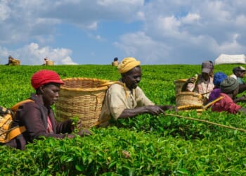 Iran Tensions Threaten Kenya’s Largest Export Industry: Tea